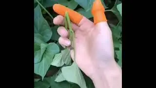 Silicon Cut-Proof Thumb Finger Sleeve Knife Multifunctional Harvesting Tools Picking Kitchen Gadgets