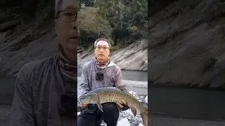 寒冬裡的65捲#fishing #捲仔 #fish #valley #stream #何氏棘魞 #winter