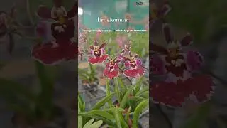 Tolumnia Orchids