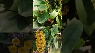 A cool orchid variety #plants #gardening #homegardening #orchids #jenkinsii #manimulla
