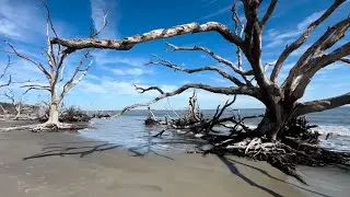 Driftwood Beach in Jekyll Island, Georgia