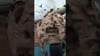 Vacuuming an Asian hornet nest, GoPro up close. Full process, pardon for the Dutch intro