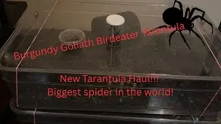 New Pickups: Scorpion, Spiderling & Burgundy Goliath Birdeater Tarantulas!