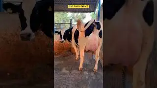 #ksdairyfarm #punjab #cow 81948-44494🏆