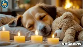 12 Hours Dog Calming Music 🐶Deep Sleep Dreams Music for Dogs 🐕Calm Relaxation & Anxiety Relief 🎵