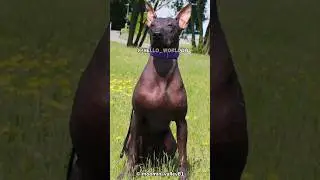 Mexican Hairless Dog | Mexico's Ancient Hairless Breed