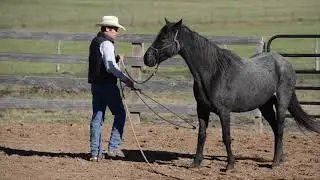 6.Gentling A Wild Horse - Blue Moon - Teach To Lead & Moving The Hind until Front end Comes Through