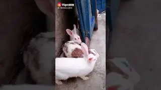 Rabbits playing Holi among themselves.....