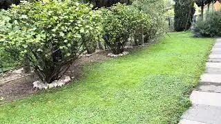 Ce gazon n&rsquo;est pas id&eacute;al #switzerland #garden #travel #suisse #nature #village #lawn #gazon 