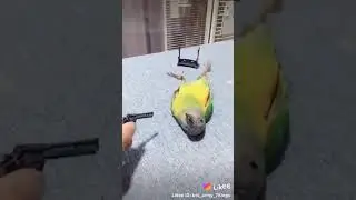 The world best parrot #shortbeat