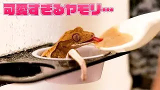 クレステッドゲッコー初めての餌やりが可愛すぎた