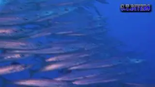 090914カマスの群れ
