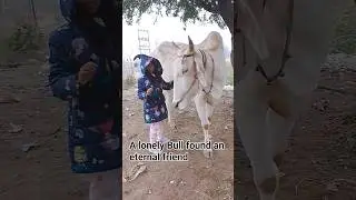 a lonely Bull found an eternal friend
