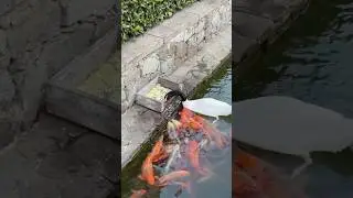 Лебедь кормит рыб, вы такое видели?😱