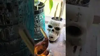 living room plant collection #plants #plants #plantcare #houseplants #garden #fypシ゚viral