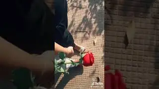 Happy rose day whatsApp status video 2019 || tik tok effects video 2019 || lokesh saini jasol || 💐
