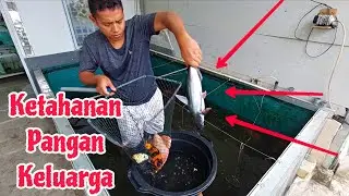 Panen Ikan Dan Langsung Dimasak Ala Arsik Batak