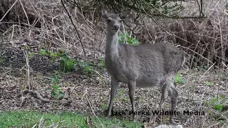 RSPB Arne
