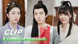 Clip: You Worth Everything | A Camellia Romance EP09 | 许纯纯的茶花运 | iQiyi