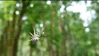 Discover how a spider shapes his grid with incredible geometric precision.