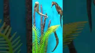 Gravid female seahorse