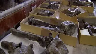 How Do Paleontologists Date Fossils? | Secrets of the Underground