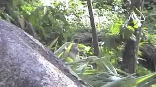 2000-12-15 Phuket Thailand Part 2 of 3