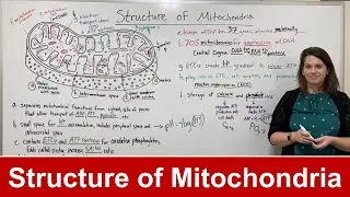 Structure of Mitochondria