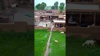 village life insurance policy ai glass ASMR video generator #villagerlifestyle #villagelife