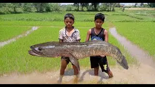 Amazing Fishing Video Big Murrel Fish Catching Smart boy Catch Big Murrel Fish
