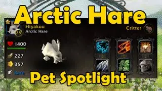 Arctic Hare - Pet Spotlight