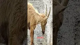 AMAZING climbing Goat Balance Will Shock You! ⚡🐐 #shorts #shortvideo #wildlife