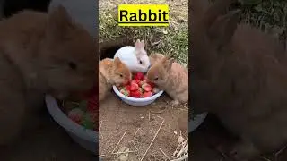 What Are The Animals That Dig Holes In Your Yard #short