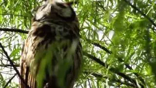 Striped Owl --- Asio clamator --Humedales de Bogota - Aves de Bogota