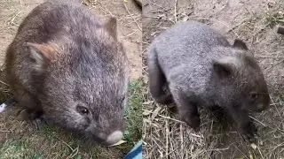 Adorable Fatty Wombat Playing in Garden at Zoo