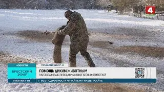 ПОМОЩЬ ДИКИМ ЖИВОТНЫМ