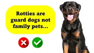 10 Rottweiler Myths Debunked