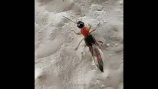 Don't touch or smash this Rove beetle 😱| DANGEROUS| blisters