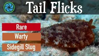 Tail Flicks - Rare Warty Sidegill Slug