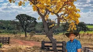 MODA B&Ocirc;A  CANTA ROMINHO 
