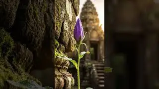 Nature time-lapse 4K  #TimeLapse #Flower #Relaxing #Nature #Shorts
