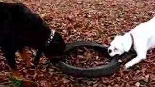 Rottweiler VS Boxer