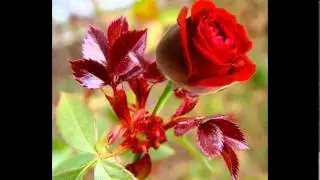 Beautiful Flowers