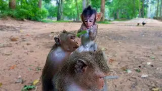 Mom Jolina in the morning Monkey Amber Group