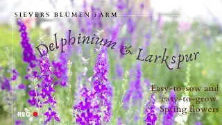 Весенние цветы на срезку, которые легко сеять и выращивать | Дельфиниум и живокость | Sievers Blumen Farm