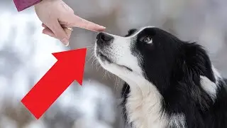 If a dog lets you do this &mdash; they really trust you!