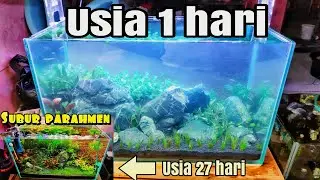 #105 UPDATE tank tema natural dari oneriset || SUBUR AUTO PARAHMEN ||