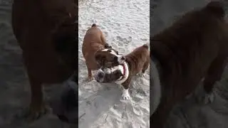 English Bulldog Fat Russell Playing With A Boxer at the Beach