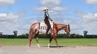 Salt On The Rocks AQHA/APHA Stallion