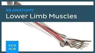 Vimeo series: 3D Anatomy - Lower extremity (Trailer) | Kenhub